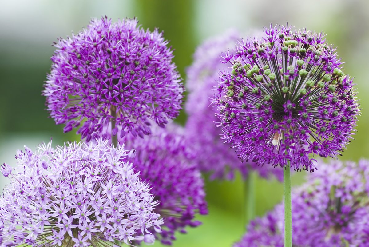 Prevent Mosquitoes With These Practical Plants Facty