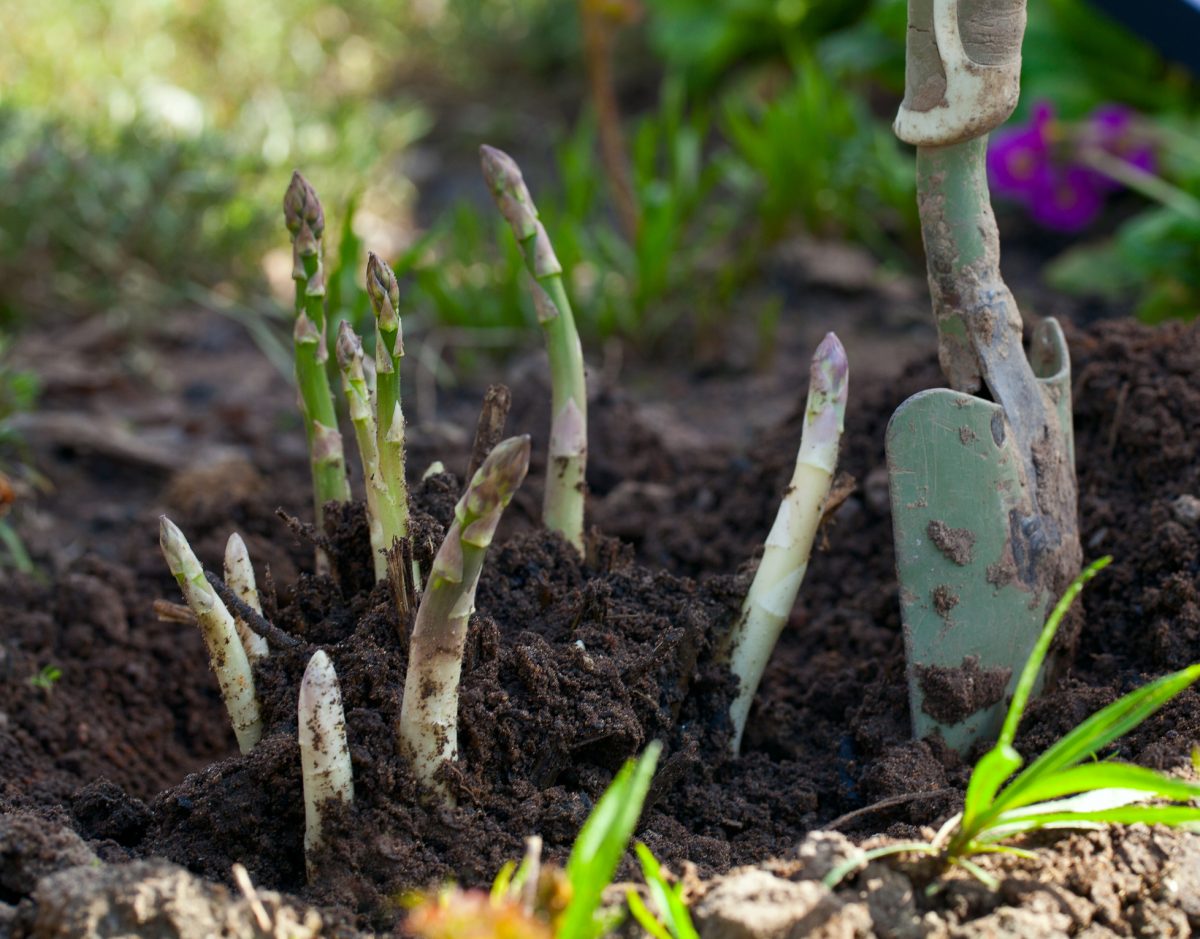 Dos and Don'ts When Starting An Asparagus Garden Facty