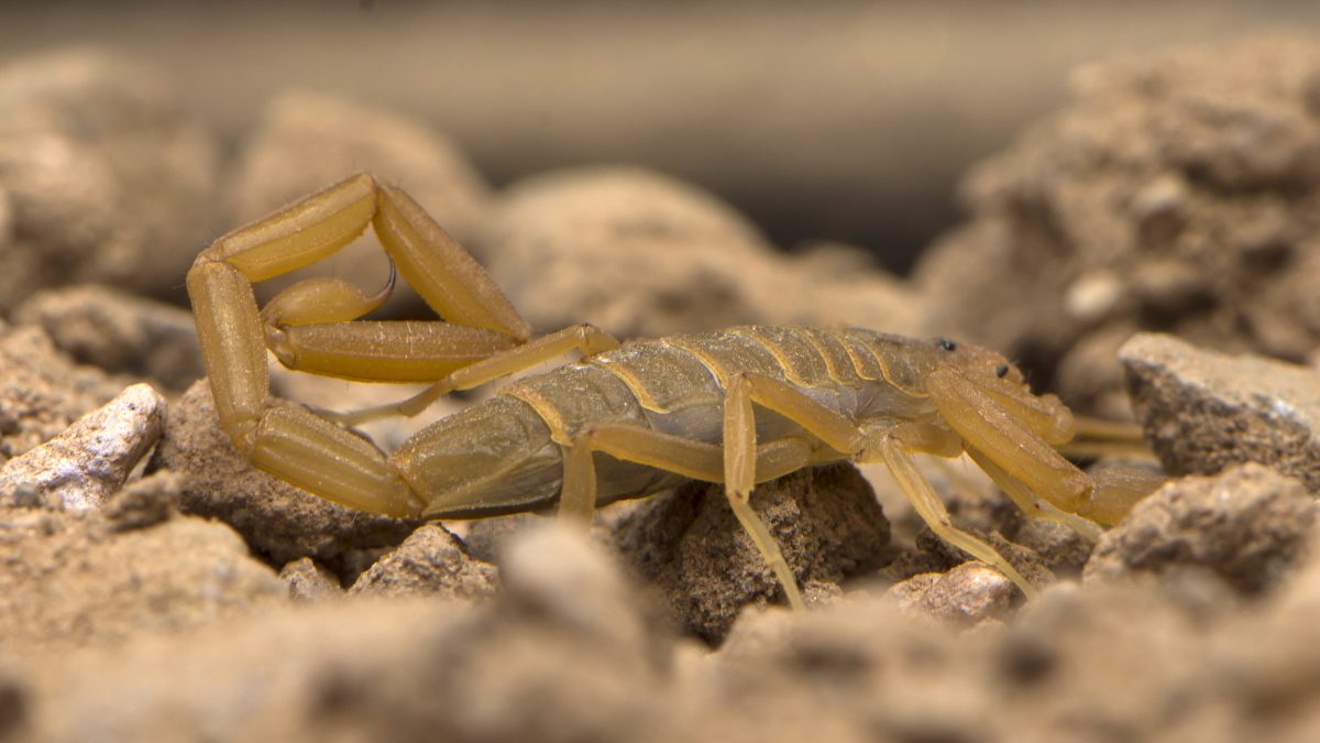 Cosa Significa Quando Trovi Uno Scorpione In Casa