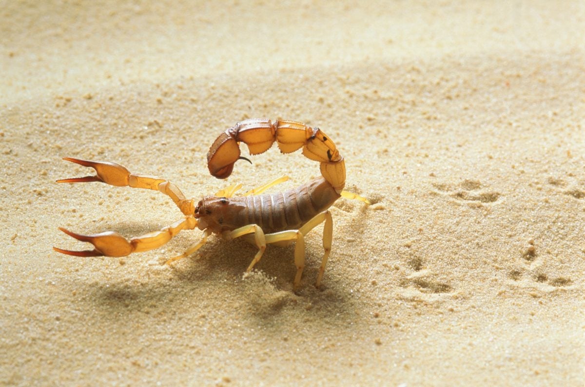 The World's Most Dangerous Scorpions Facty