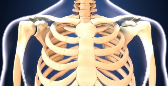 Anatomy of the Sternum - Facty Health