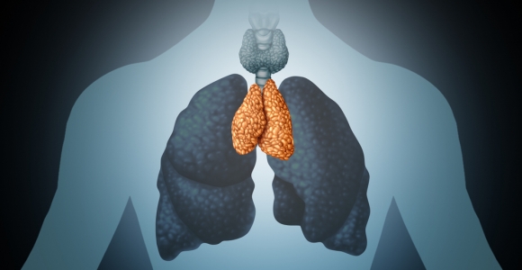 Anatomy, Location, and Functions of the Thymus - Facty Health
